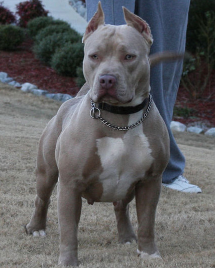 Layla female blue pitbull