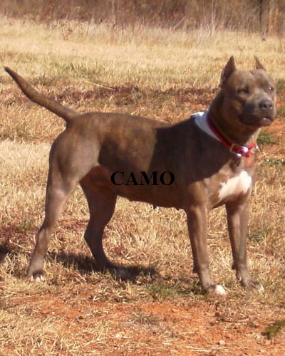 camonew04