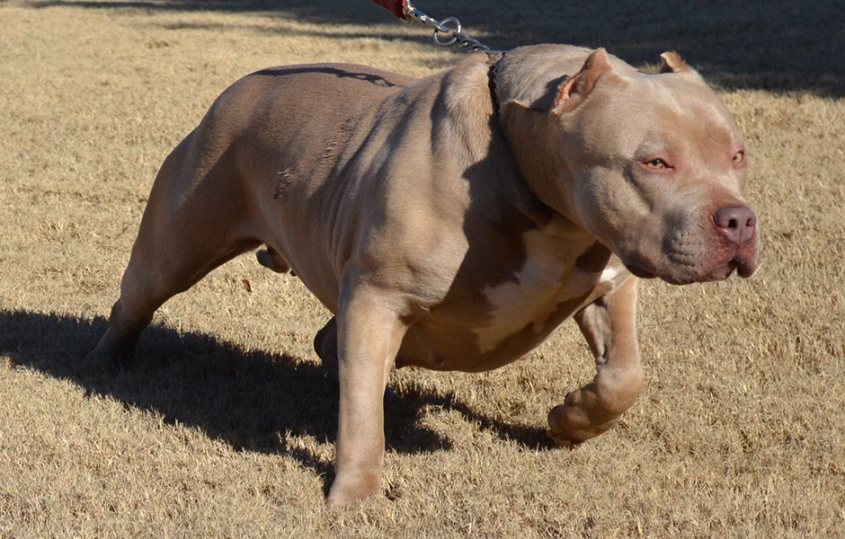 female-blue-pitbull-queen-chase
